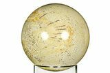 Polished Petrified Palmwood (Palmoxylon) Sphere - Texas #309211-2